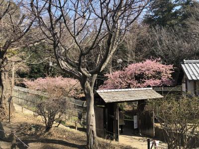 神奈川・大和の自然散策　～ふれあいの森・泉の森～