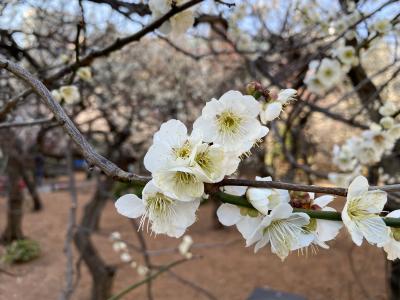 2021年2月　湯島天満宮～上野公園を散策