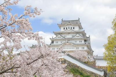 ２０２０姫路城　桜満開の姫路城
