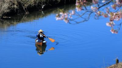 青野川で河津桜を川から眺めてきました