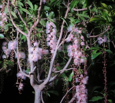 サガリバナを愛でる八重山諸島 周遊紀行　（Part２　石垣島編）