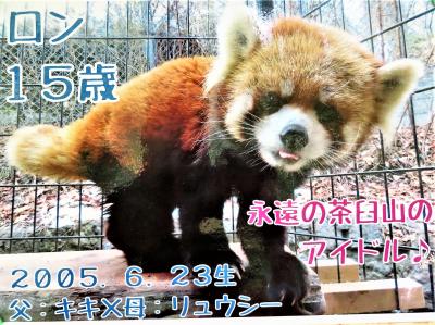 長距離ドライブで北陸信州レッサーパンダ遠征（９）茶臼山動物園（前編）レッサーパンダの森で屋外レッサーパンダに会えてリベンジ叶う【ロン哀悼】