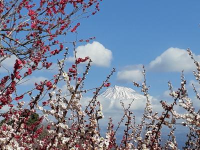 今日もお花見ー私のアイドル富士山を追いかけて富士市岩本山公園へ