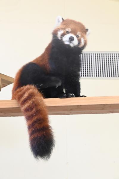 レッサーパンダはかわゆい !!! 到津の森公園動物園