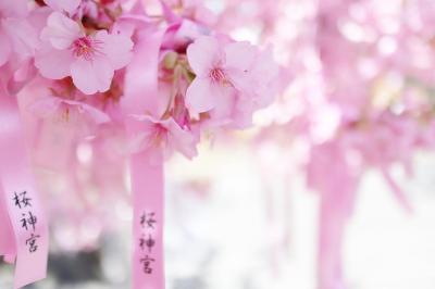 桜神宮の河津桜