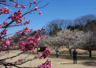 大高緑地では梅の花の競演（競艶）が最高潮です。