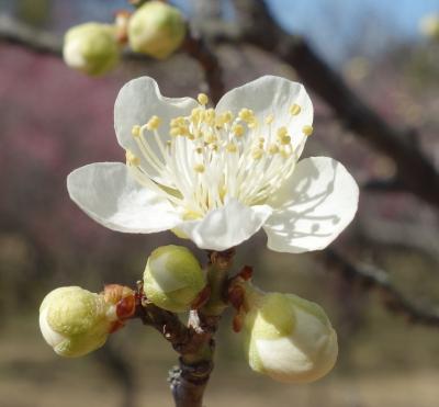 大高緑地の梅の花は，まだまだ，続きます。