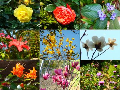 香港★&#33603;灣日記　春の陽気に誘われて公園さんぽ　～城門谷公園～