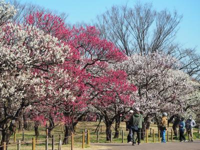 府中市郷土の森公園の梅