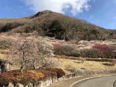 湯河原梅林・梅の宴　＆　幕山ハイキング