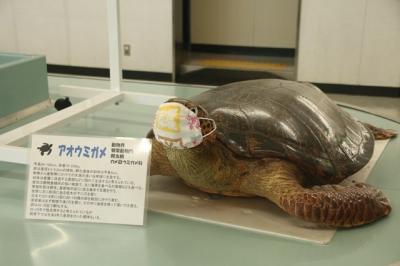 上陸難易度AAAの東京の秘境　二重カルデラとひんぎゃの地熱の島を歩き回る　青ヶ島の自然２日目