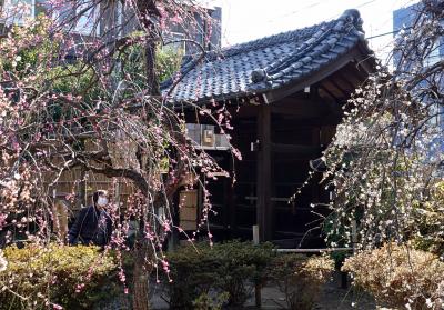 池上梅園と池上本門寺