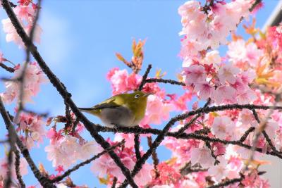 河津桜で遊ぶメジロたち2021～蜜を求めてやって来るチャーミングな野鳥～（川崎市中原）