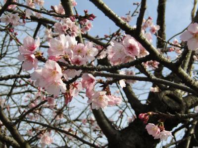 東戸塚駅の早咲きの桜「品濃桜」は見頃を迎えつつあります－2021年