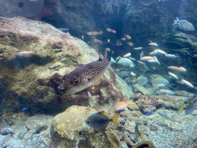 新江ノ島水族館と江ノ島