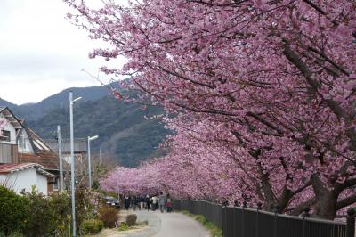 緊急事態宣言中に行く　河津桜　　～　感染対策をすれば大丈夫　～　散策編