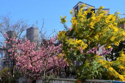 二ヶ領用水の河津桜と椿寒桜2021～ポカポカ陽気で花開く～（川崎市中原）