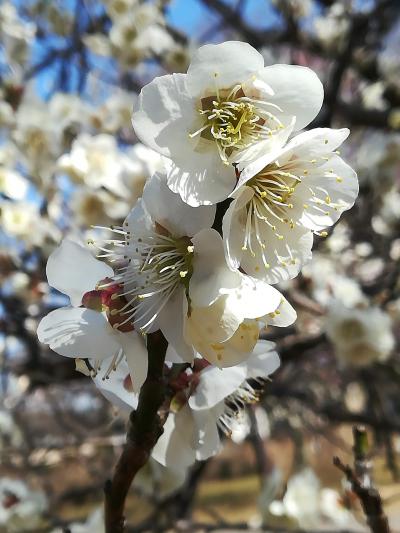 梅の季節の大宮散歩②