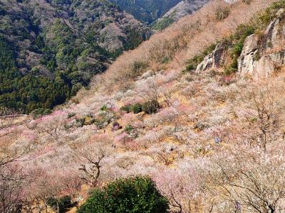 湯河原梅林　梅の宴2021