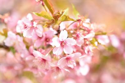 河津桜♪と吊るし雛.。o○行って来ました日帰りで(*´Д｀)。。河津桜編