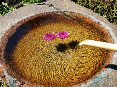 奇跡の水が湧く！　龍眼寺の河津桜と仲良しタヌキ夫妻