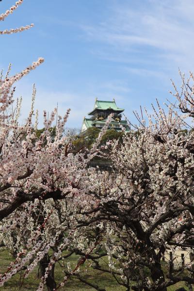 大阪の早春を彩る梅林鑑賞