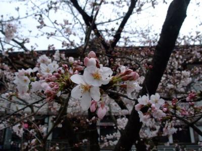 2011年4月　京都で桜まみれのお花見ウォーキング♪ヽ(´▽｀)/