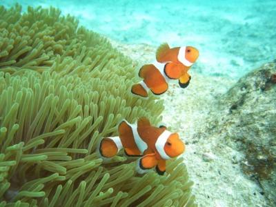 2011年5月　沖縄本島ダイビング