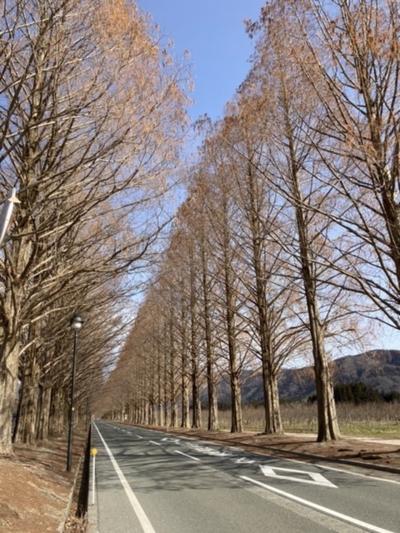 えちぜん鉄道・東尋坊・メタセコイア並木・・・DQウォーク福井＆滋賀北　Day1