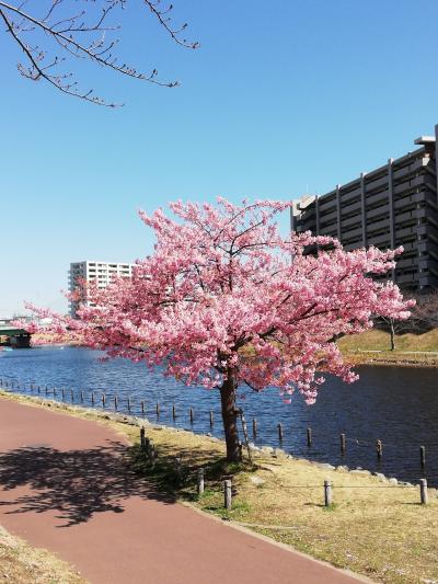 旧中川沿いで河津桜