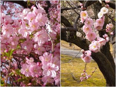 京都　一条戻橋の河津桜と二条城の梅林2021