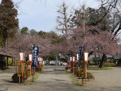 「世良田東照宮」の河津桜_2021_１～２割、開花し始めました。（群馬県・太田市）