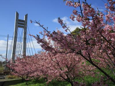 大阪でも河津桜2021（そろそろ満開）