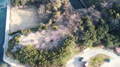 聖埼公園河津桜空撮