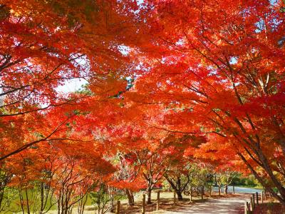いわきの中釜戸のシダレモミジと白水阿弥陀堂の紅葉を見に出かけてきました