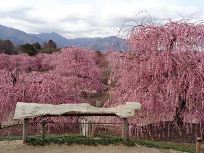 鈴鹿の森庭園〈１〉