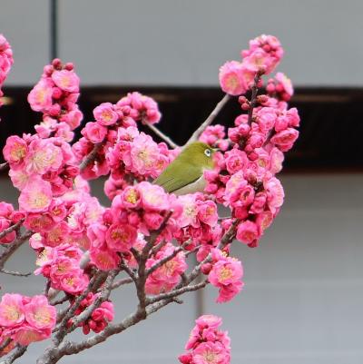 京都の早春を彩る梅鑑賞