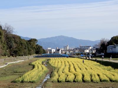 応神天皇陵 古墳の外堀に咲く菜の花