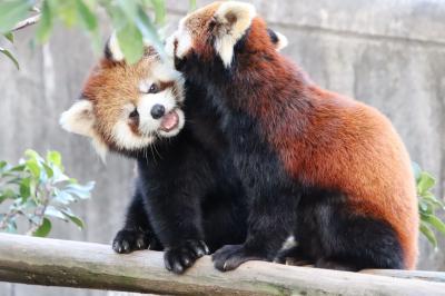 姫路・鯖江レッサーパンダ遠征～公共交通機関では９ヶ月ぶり（８）西山動物園：元気いっぱい大きな赤ちゃんピースケとかのこママ＆リスザルの赤ちゃん