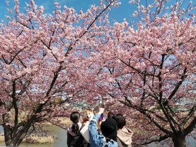 花見対決…岡崎天満宮のしだれ梅 vs 乙川沿いの河津桜