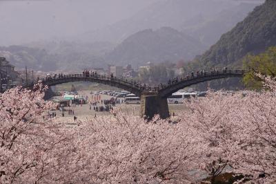 岩国・行波の神舞と桜満開の錦帯橋と安芸の宮島