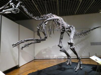 「北海道の恐竜展」＝わ～い！カムイサウルス・ジャポニクスに再会できる！＝を楽しむ　　