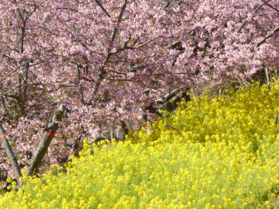 2021　桜散歩（行徳近郊緑地・丸浜川沿い：河津桜と菜の花）