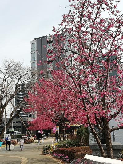 流山おおたかの森駅前の寒緋桜いいかんじ