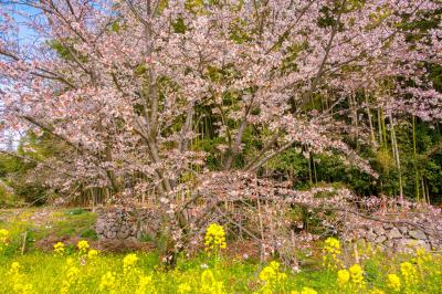 魚見桜　2021