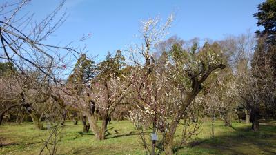 京都植物園の四季-その12（最終回）（梅とツバキ）