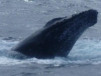 奄美大島でザトウクジラに出会う！