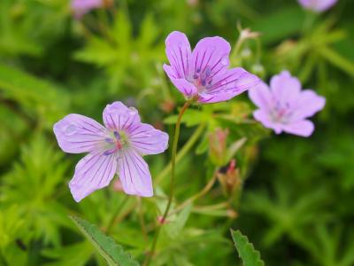 ２０１６夏長野湯めぐり旅（２）　涼を求めて志賀高原へ　～東館山高山植物園～