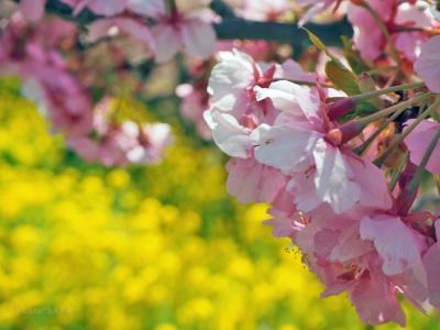 神奈川県 ビュッフェ に関する旅行記 ブログ フォートラベル 神奈川県 ビュッフェ に関する旅行記 ブログ フォートラベル