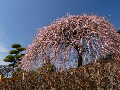 「朝日森天満宮」のウメ_2021_見頃継続中、枝垂れ梅は見頃過ぎ（栃木県・佐野市）